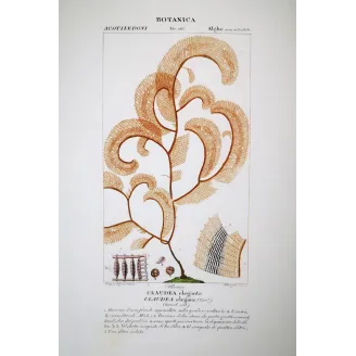 Antique Algae Prints Set of 7 by Turpin and Prêtre