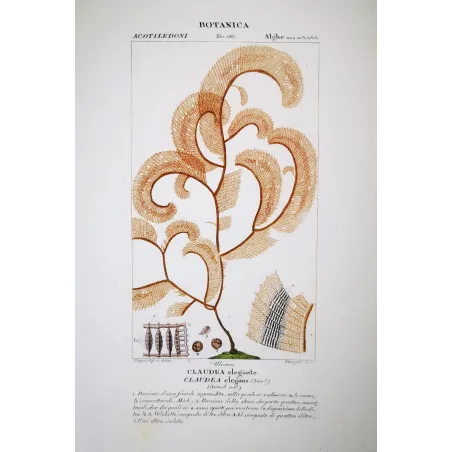 Antique Print by Pierre Jean François Turpin – Set with 7 Algae Studies Original Antique  Botanical Prints by Turpin and Prêtre