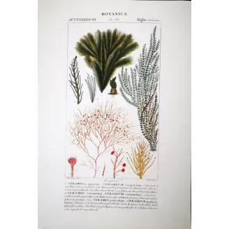 Antique Algae Prints Set of 7 by Turpin and Prêtre