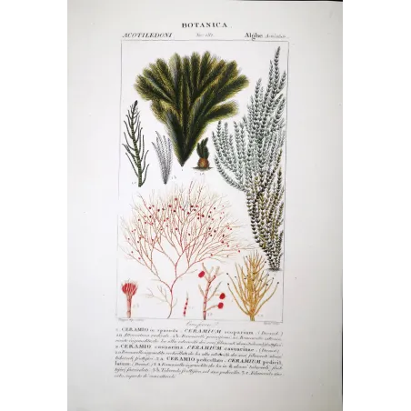 Antique Print by Pierre Jean François Turpin – Set with 7 Algae Studies Original Antique  Botanical Prints by Turpin and Prêtre