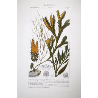 Antique Algae Prints Set of 7 by Turpin and Prêtre