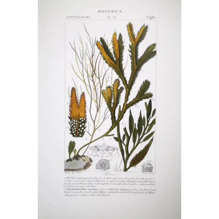 Antique Print by Pierre Jean François Turpin – Set with 7 Algae Studies Original Antique  Botanical Prints by Turpin and Prêtre