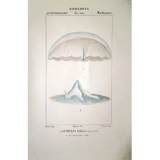 Euphysa japonica  Antique Marine Life Illustration