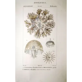 Anthomedusae  Hydrozoan Jellyfish Antique Print