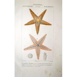 Antique Starfish Illustration  Asterias (Stella marina)
