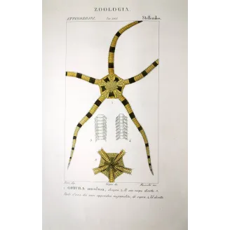 Ophiura annulosa  Antique Brittle Star Illustration