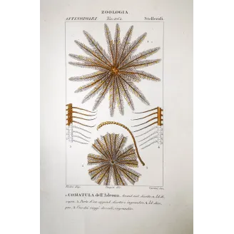 Comatula dellAdeona  Antique Feather Star Print