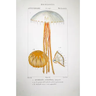 Moon Jellyfish Aurelia  Hand-colored Jellyfish Engraving | Prantique