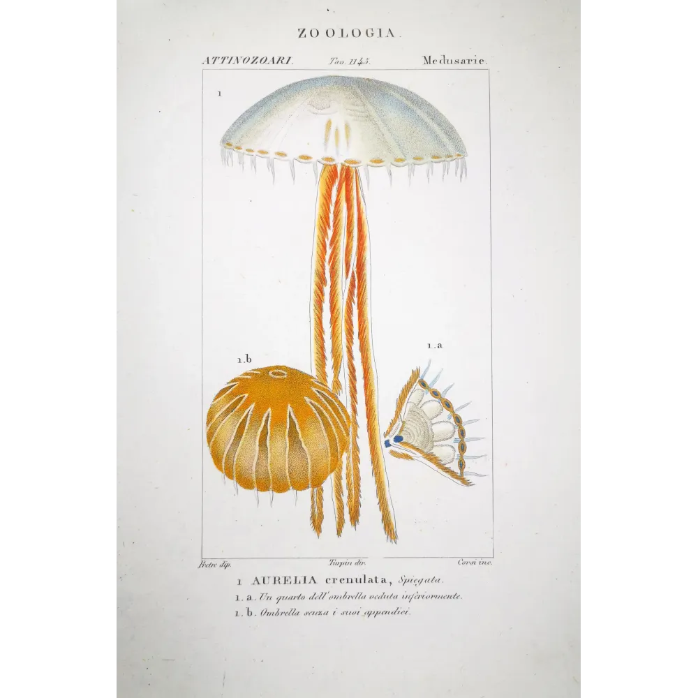 Moon Jellyfish Aurelia Hand-colored Jellyfish Engraving | Prantique Moon Jellyfish Aurelia Hand-colored Jellyfish Engraving | Prantique