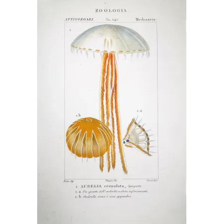 Moon Jellyfish Aurelia  Hand-colored Jellyfish Engraving | Prantique