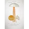 Moon Jellyfish (*Aurelia crenulata*) Elegant Jellyfish Anatomy Pretre (c1835)