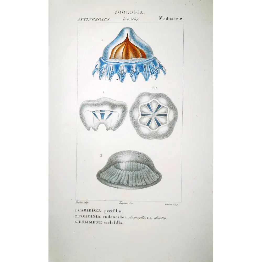 Cube Jellyfish - Hand-colored Engraving | Prantique Cube Jellyfish - Hand-colored Engraving | Prantique
