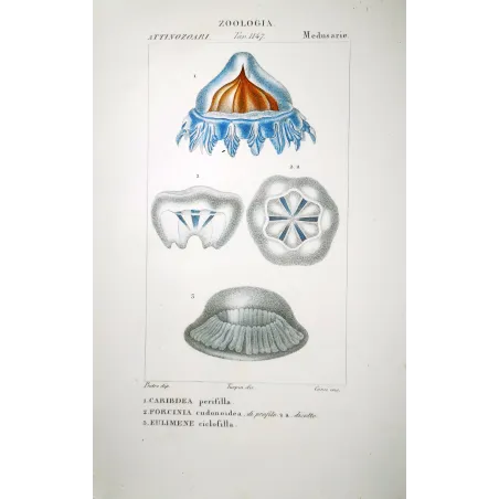 Cube Jellyfish -  Hand-colored Engraving | Prantique