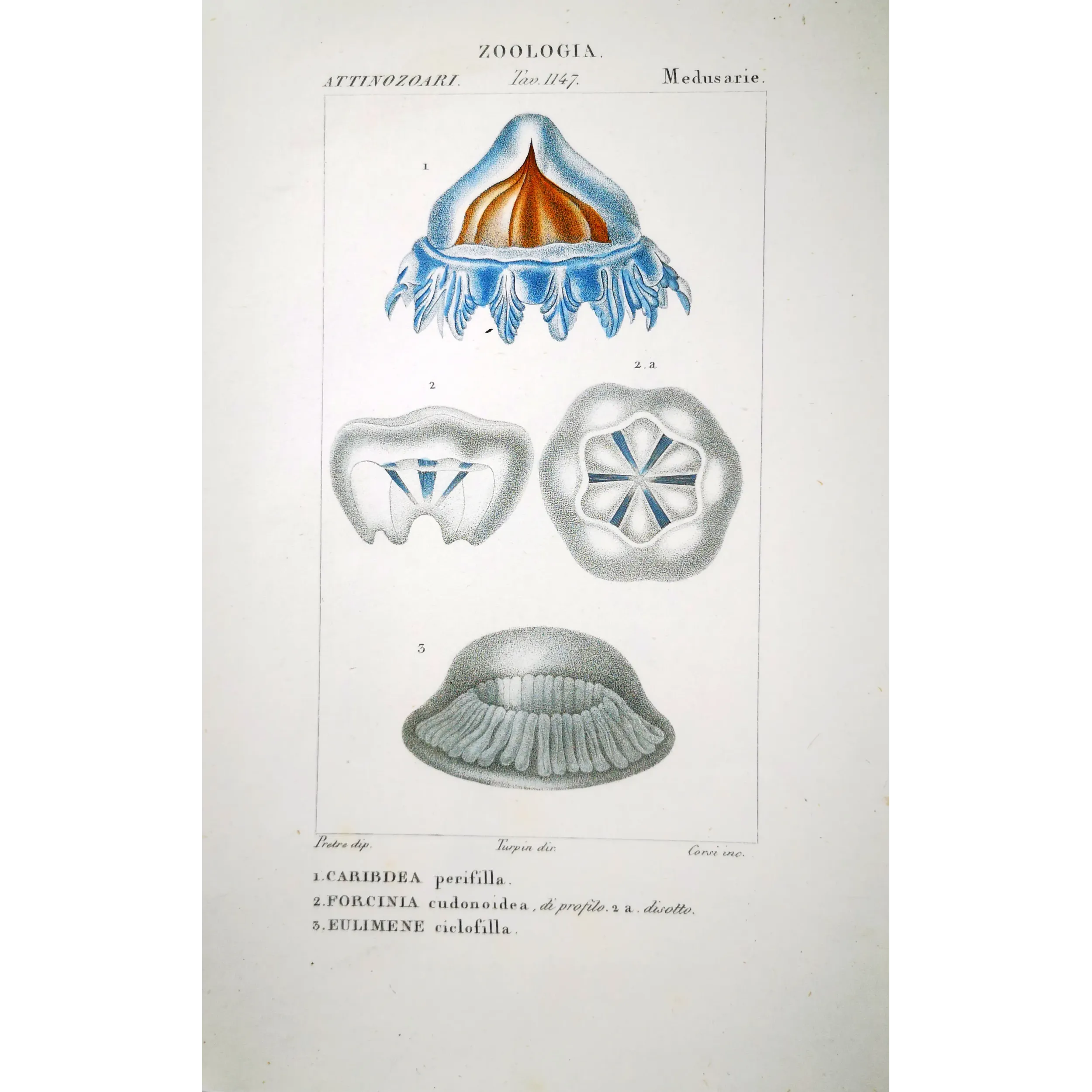 Antique Print by Pierre Antoine Prêtre – Cube Jellyfish (Carybdea)