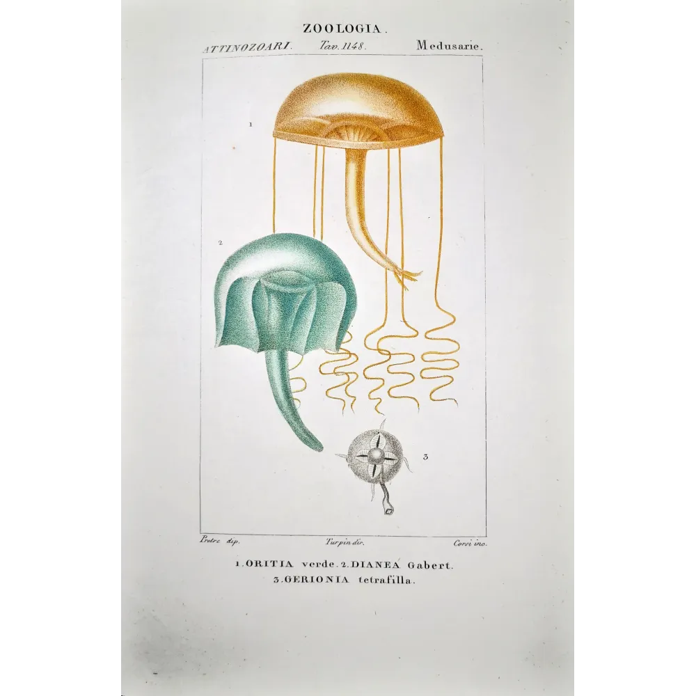 Naked-eye Medusa Rare Jellyfish Hand Colored Engraving | Prantique Naked-eye Medusa Rare Jellyfish Hand Colored Engraving | Prantique