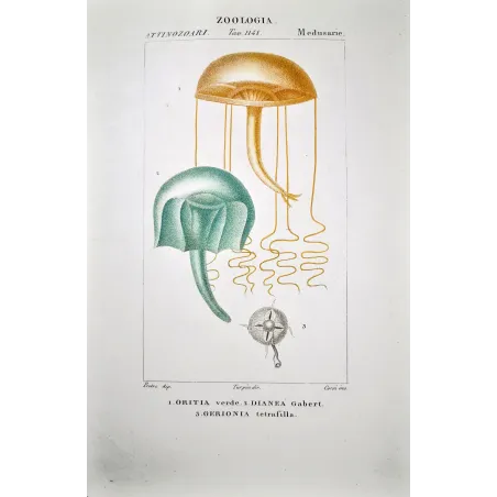 Naked-eye Medusa  Rare Jellyfish Hand Colored Engraving | Prantique