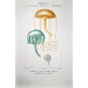 Naked-eye Medusa (* Orythia viridis*), Dianea & Gerionia (Marine Jellyfish) Pretre (c1835)