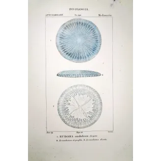 Disc  Jellyfish Scientific Print | Prantique