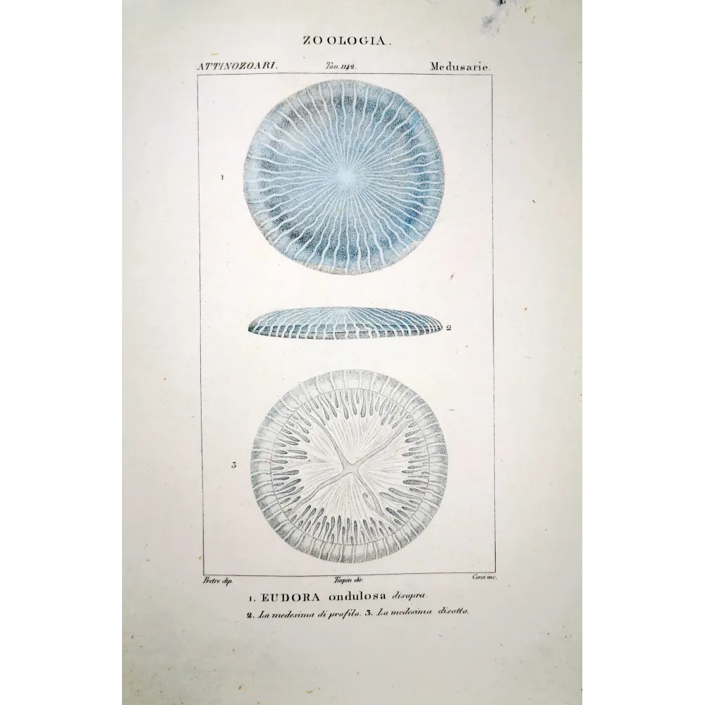 Disc Jellyfish Scientific Print | Prantique Disc Jellyfish Scientific Print | Prantique