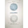 Disc Jellyfish (*Eudra Ondulosa*) (Top and Side View) Pretre (c1835)