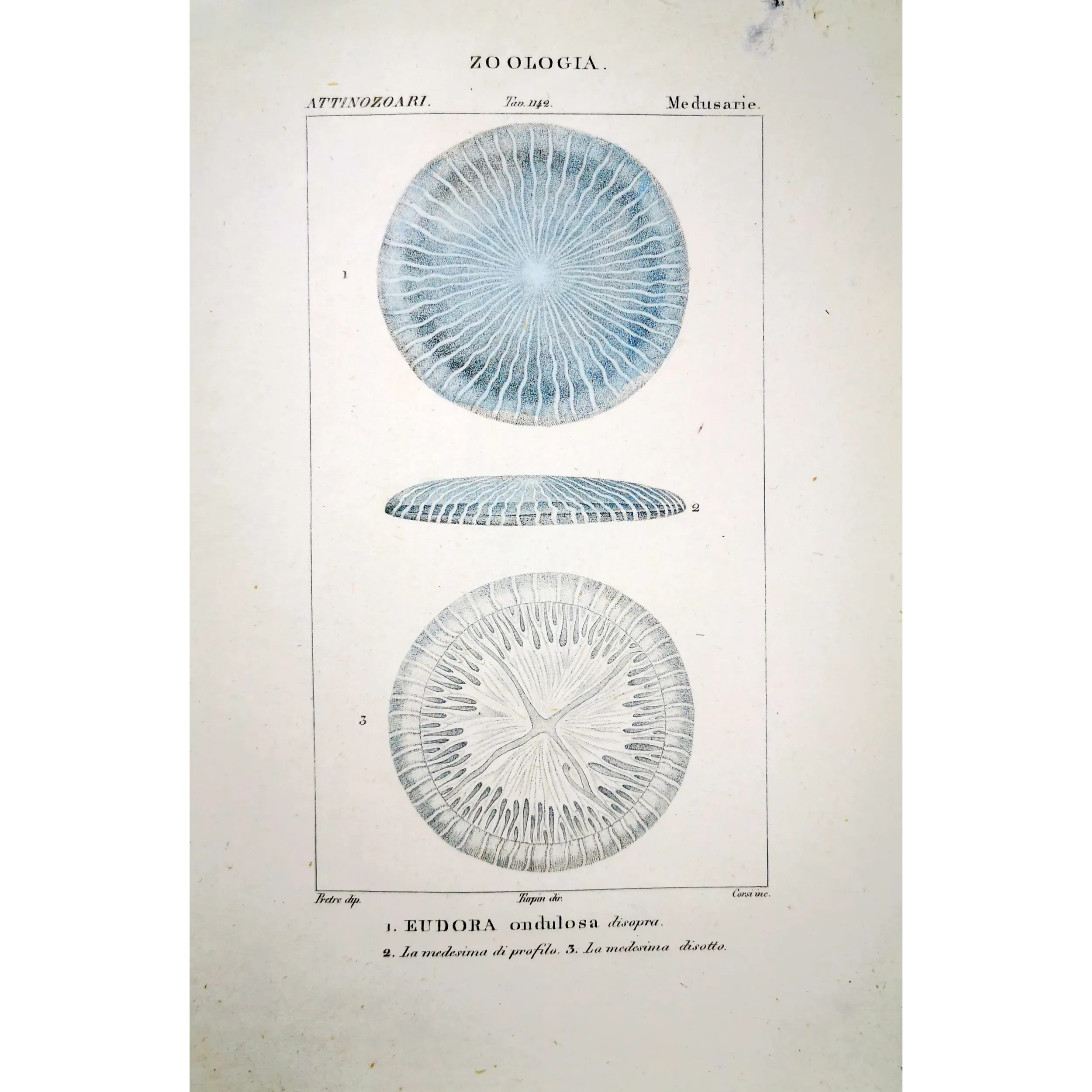 Antique Marine Engraving – Pierre Antoine Prêtre – Disc Jellyfish