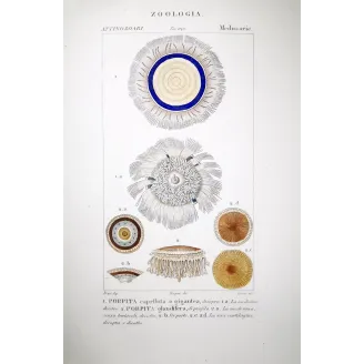 Blue Botton Jellyfih  Antique Jellyfish Engraving by Prêtre | Prantique