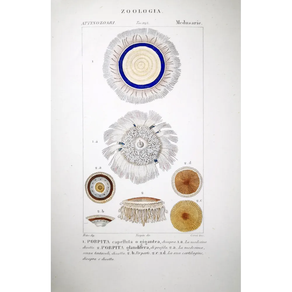 Blue Botton Jellyfih Antique Jellyfish Engraving by Prêtre | Prantique Blue Botton Jellyfih Antique Jellyfish Engraving by Prêtre | Prantique