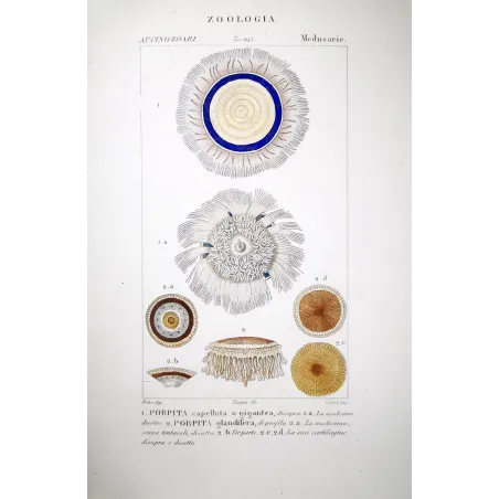Blue Botton Jellyfih  Antique Jellyfish Engraving by Prêtre | Prantique