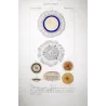 Blue Botton Jellyfish (*Porpita Porpita*) (* Porpita glandifera*) Pretre (c1835)