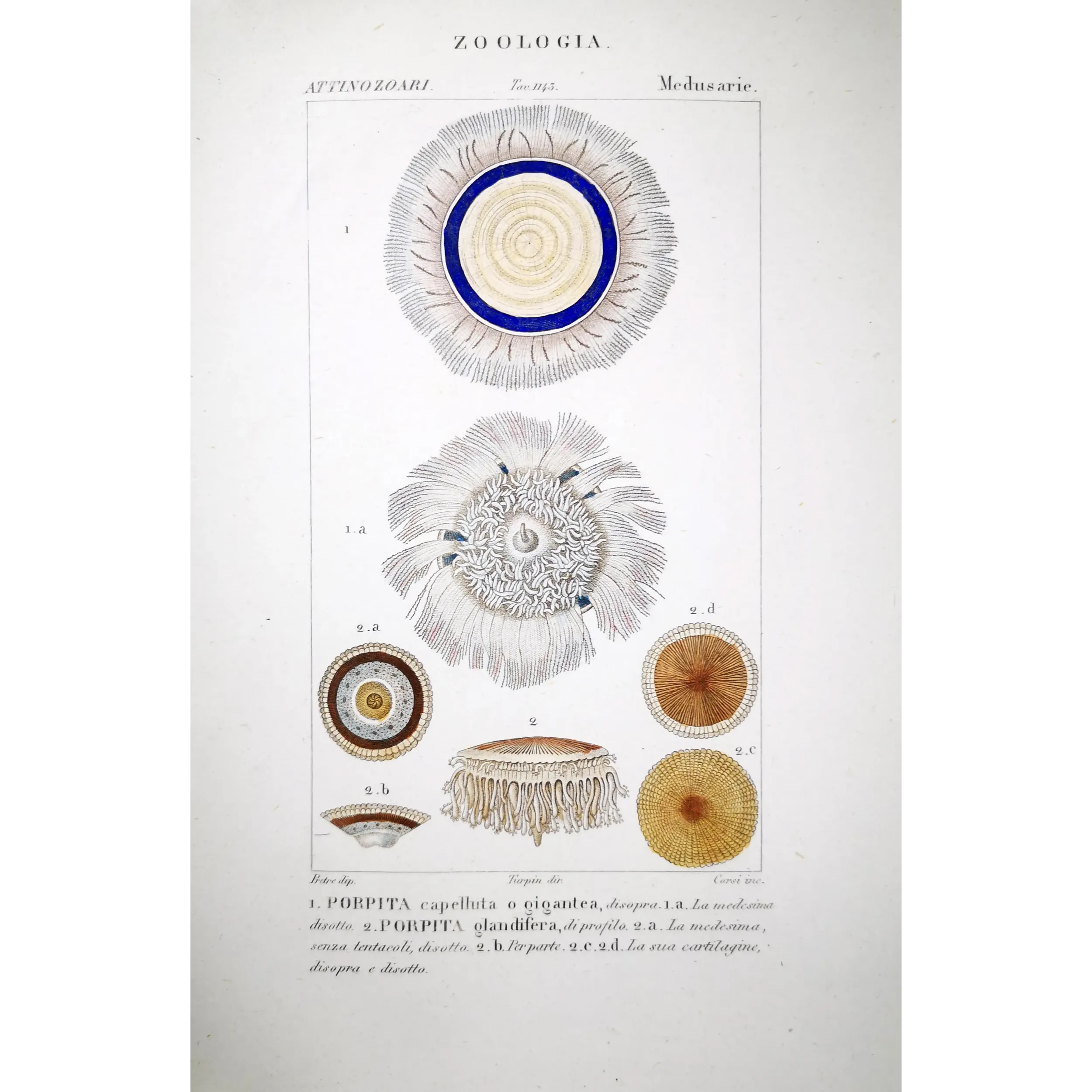 Antique Marine Engraving – Pierre Antoine Prêtre – Blue Botton Jellyfish