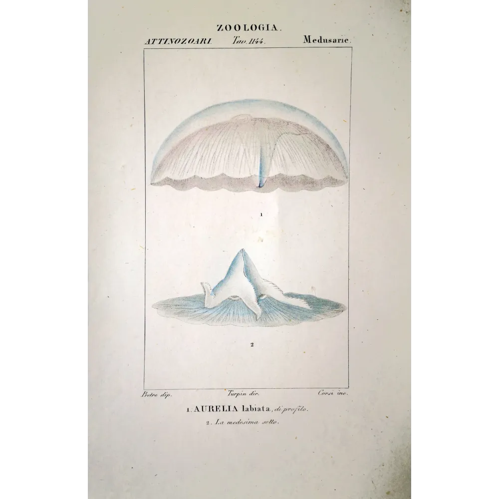 Aurelia labiata Antique Moon Jellyfish Print by Prêtre | Prantique Aurelia labiata Antique Moon Jellyfish Print by Prêtre | Prantique