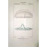 Moon Jellyifsh (*Aurelia labiata*)  Pretre (c1835)