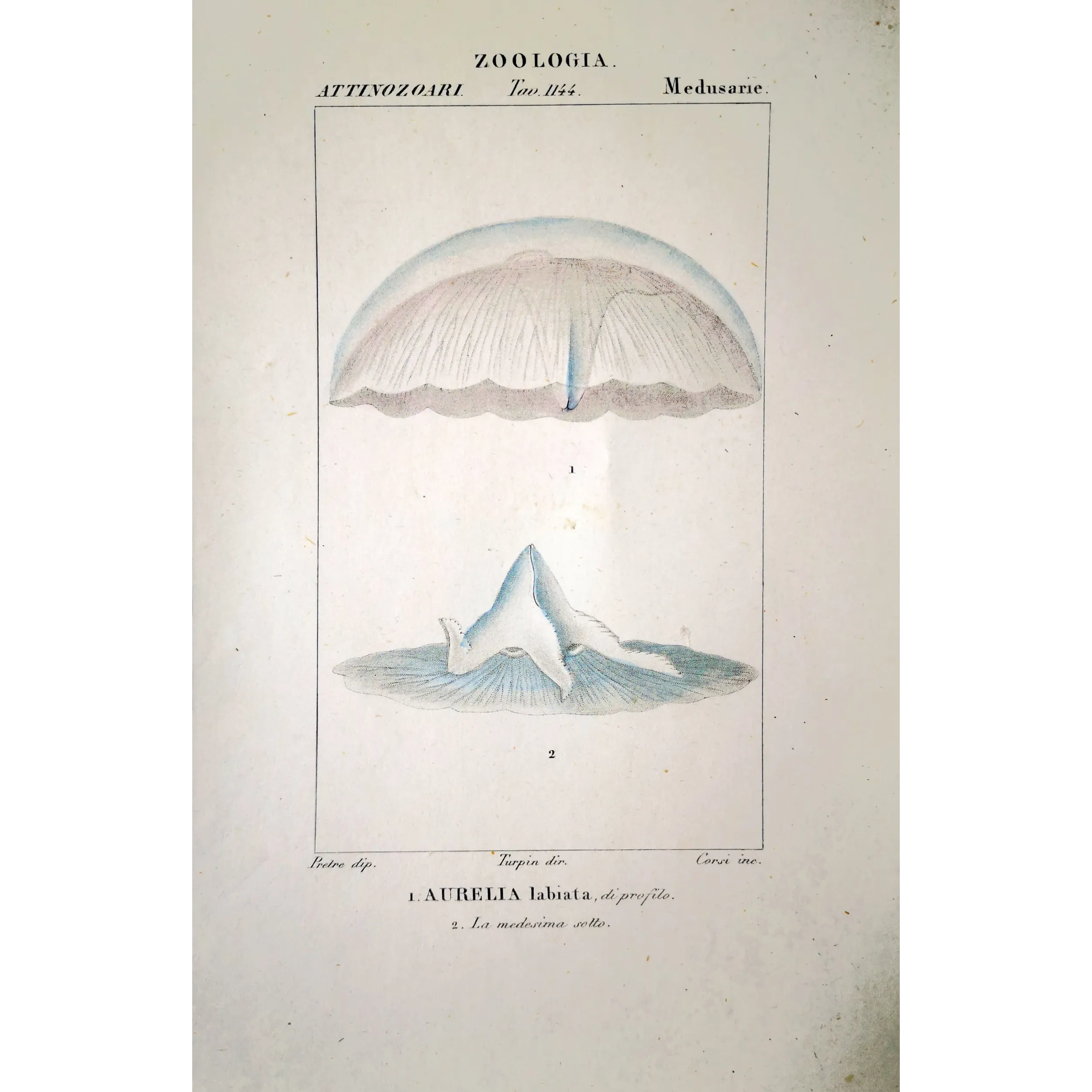 Antique Print by Pierre Antoine Prêtre – Moon Jellyifsh (Aurelia labiata)