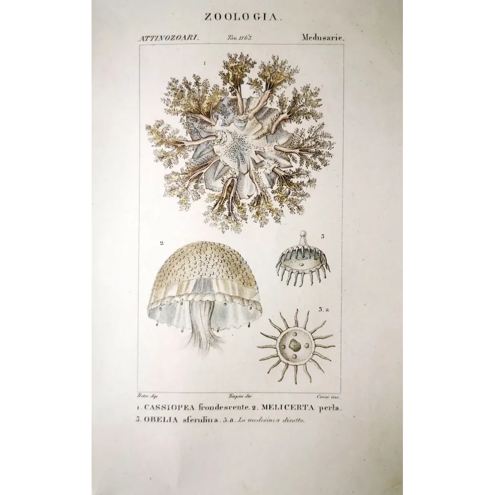 Obelia Jellyfish Antique Jellyfish Engraving by Prêtre | Prantique Obelia Jellyfish Antique Jellyfish Engraving by Prêtre | Prantique