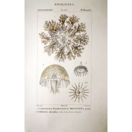 Obelia Jellyfish  Antique Jellyfish Engraving by Prêtre | Prantique