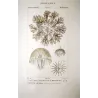 Cassiopea (*Cotylorhiza tuberculata*) , Melicerta (*Melicetum sensu-*)  Obelia Jellyfish Pretre (c1835)