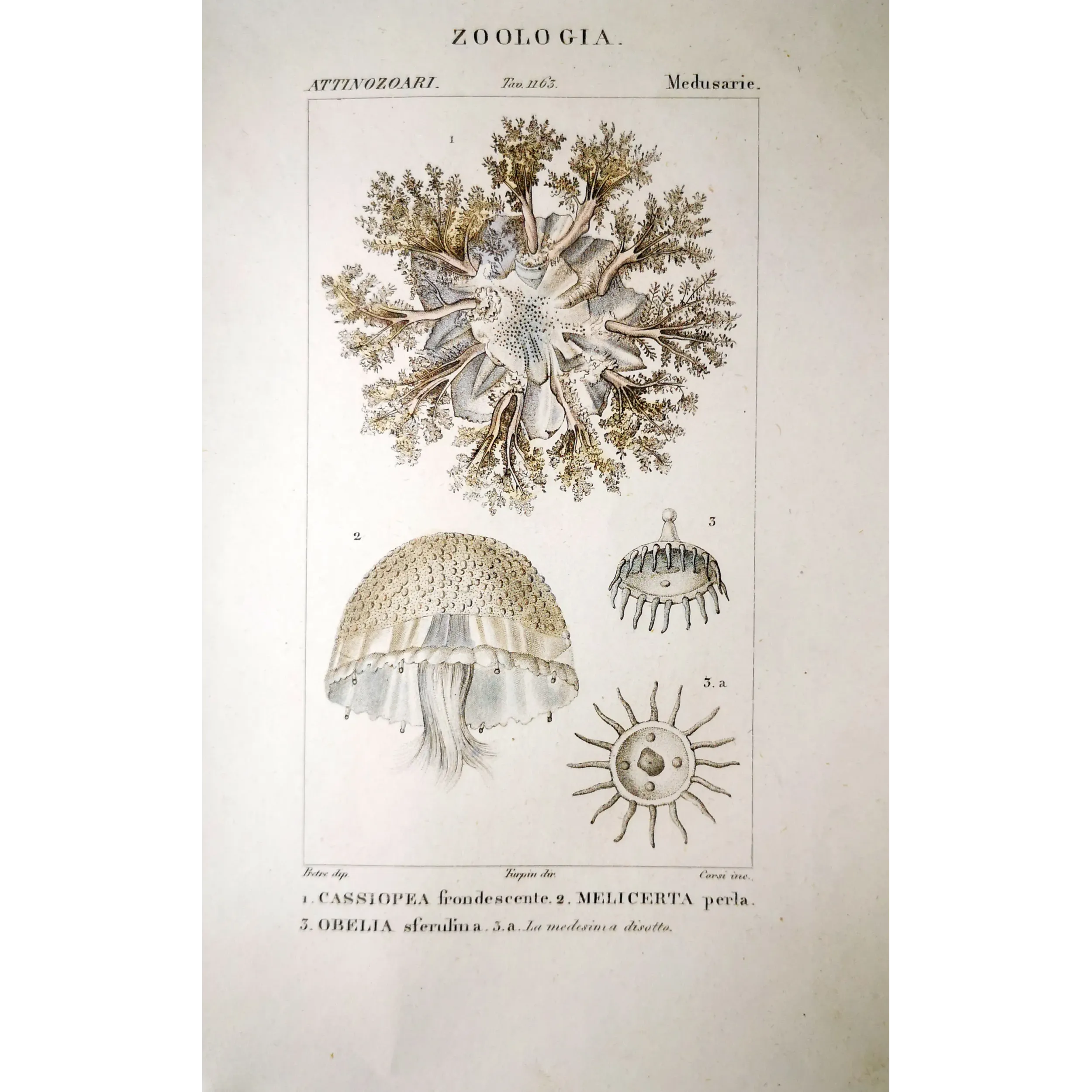 Antique Marine Engraving – Pierre Antoine Prêtre – Cassiopea