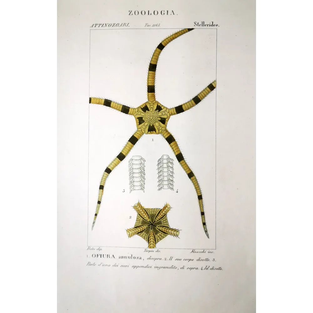 Starfish Seastar-brittle-star Ofiura | Prantique Starfish Seastar-brittle-star Ofiura | Prantique
