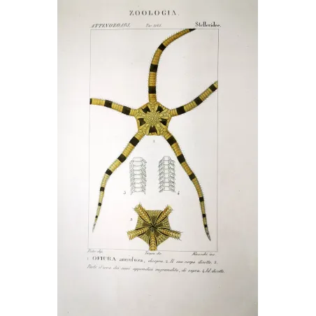 Starfish Seastar-brittle-star  Ofiura | Prantique