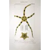 Brittle Star (*Ophiura annulosa*)  | Ofiura | Starfish Pretre (c1835)