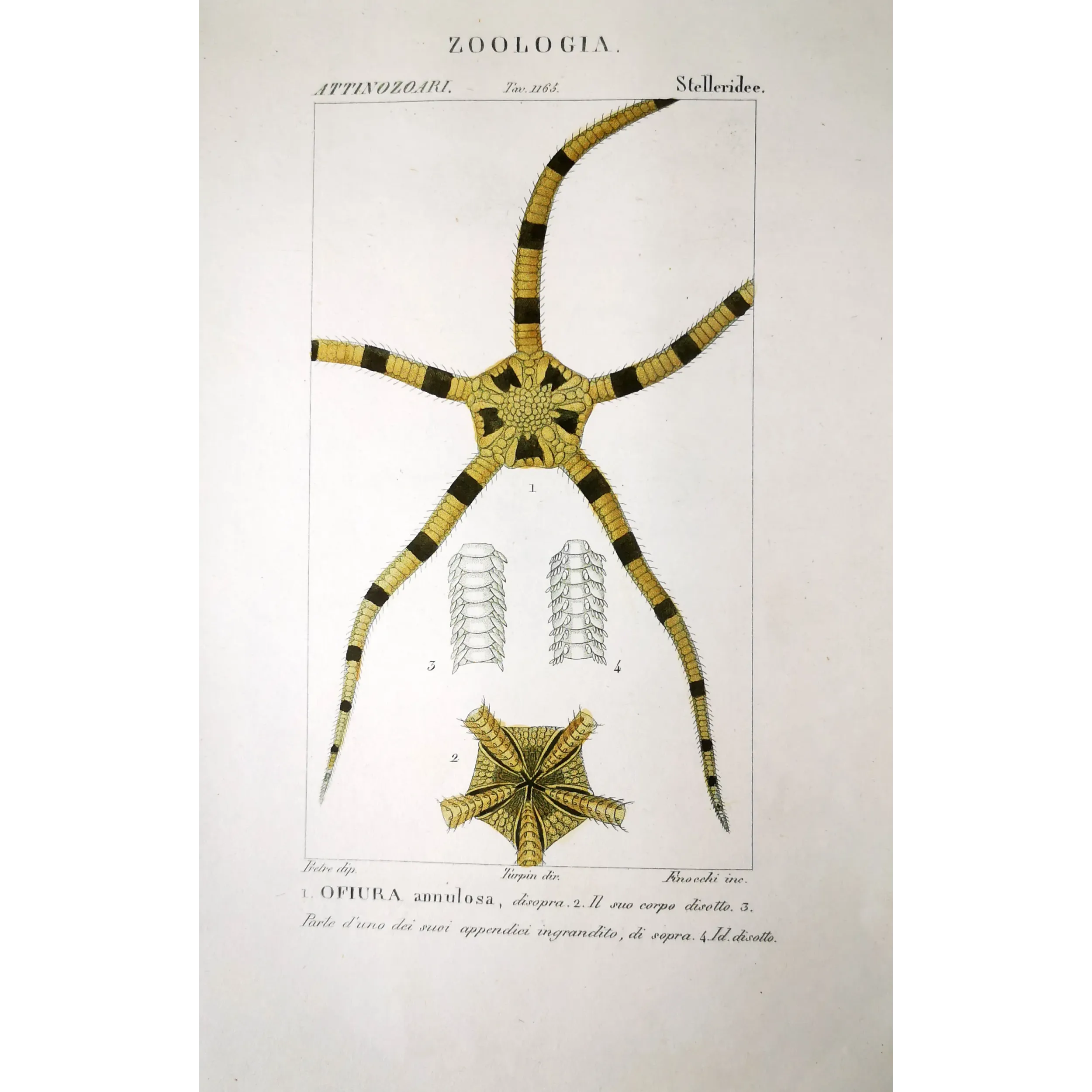 Antique Marine Engraving – Pierre Antoine Prêtre – Brittle Star
