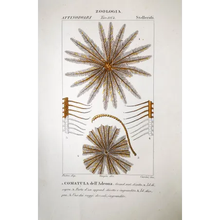 Featherstar--Antique-Hand Colored Engraving | Prantique