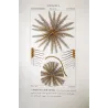 Featherstar  (*Crinoids*) | (*Comatula Solaris*) Pretre (c1835)