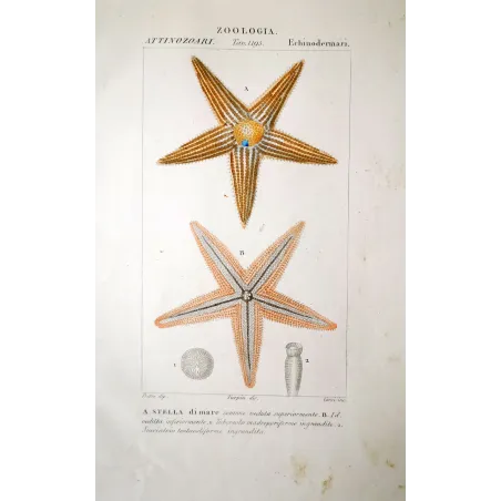 Starfish Seastar  Anatomy | Prantique