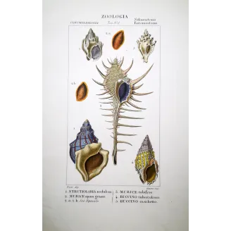 Struthiolaria and Buccino Shells  Antique Print by Pretre