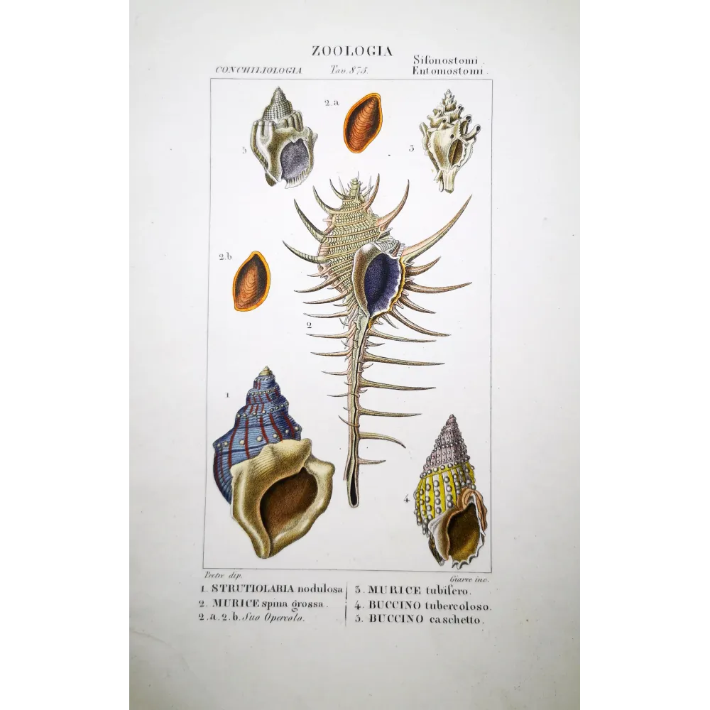 Struthiolaria and Buccino Shells Antique Print by Pretre Struthiolaria and Buccino Shells Antique Print by Pretre