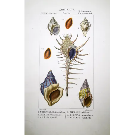 Struthiolaria and Buccino Shells  Antique Print by Pretre