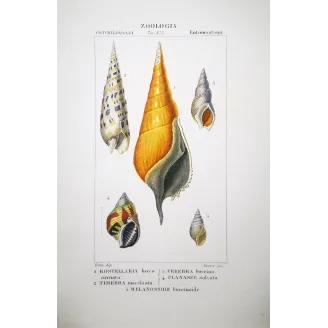 Rostellaria and Terebra Shells  Pierre Antoine Pretre
