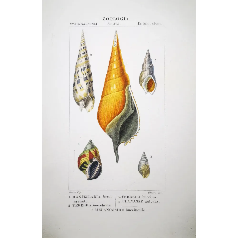 Rostellaria and Terebra Shells  Pierre Antoine Pretre