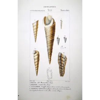 Shells: Proto, Potamide, Nerina  Antique Print by Pretre